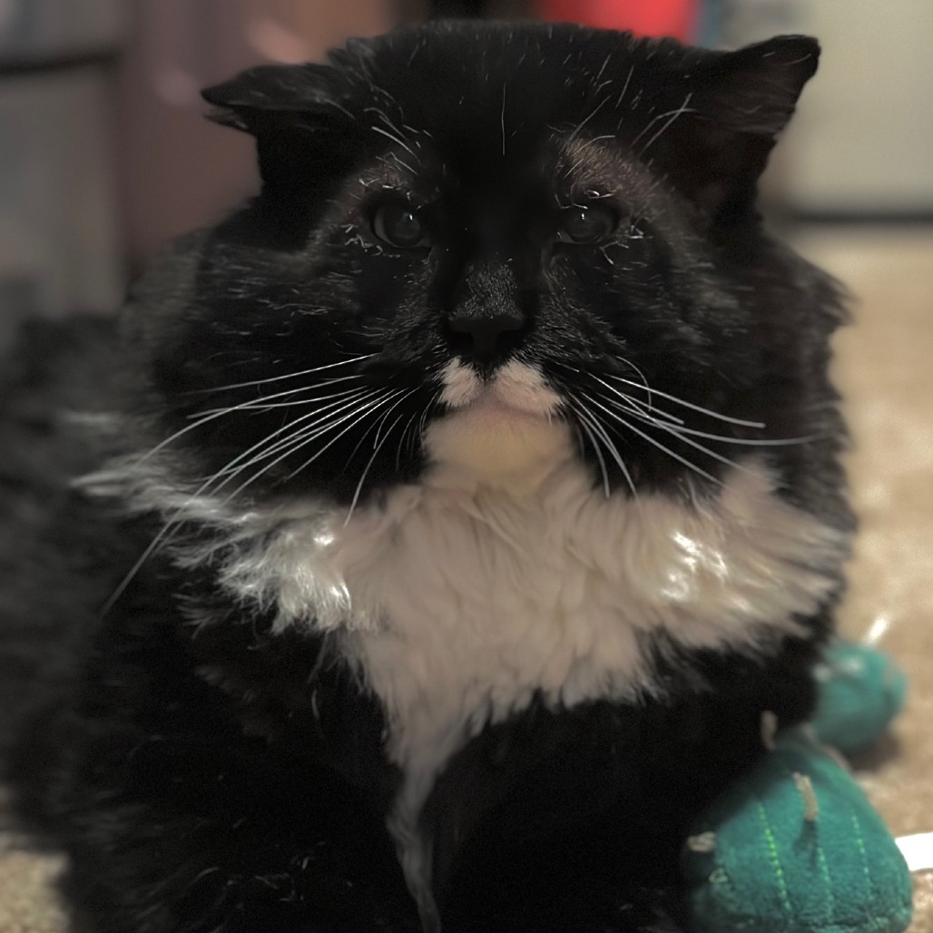 Ali
