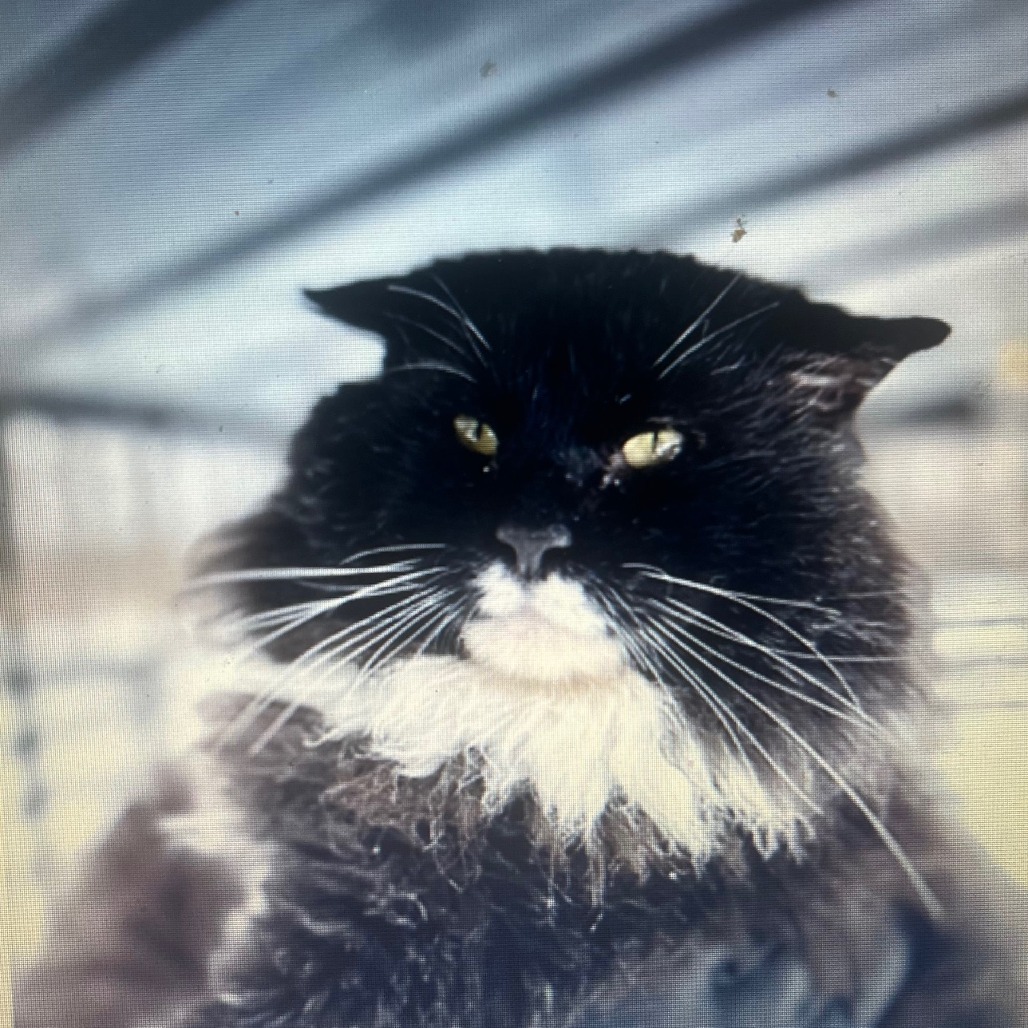 Ali