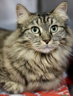 Clover, Adult Female unknown
