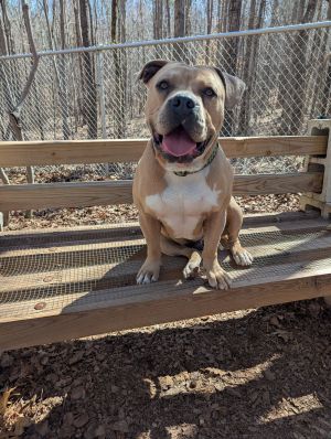 Courtesy Post Kobi is a friendly cuddly boy Despite his size he is convinced he is a lap dog Ko