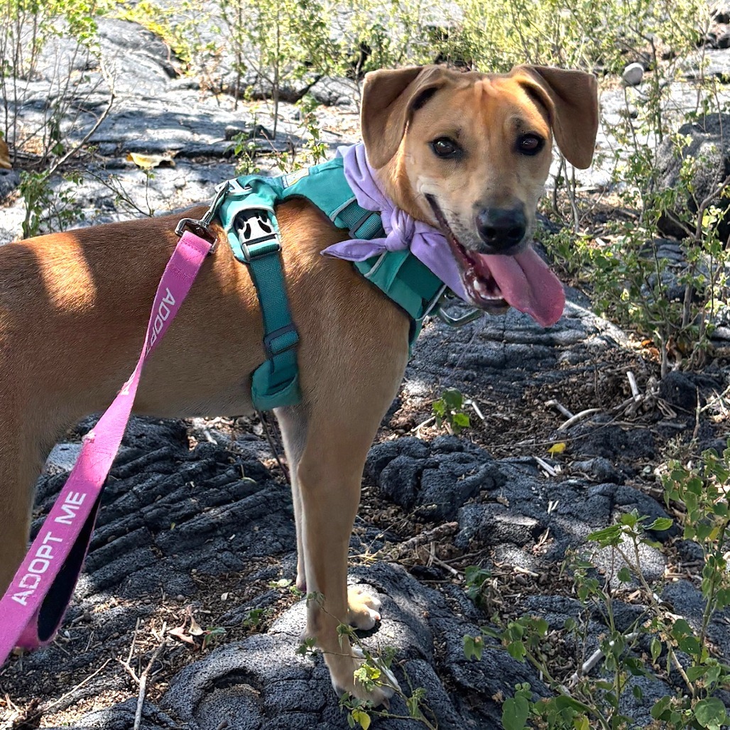 Bunny, an adoptable Mixed Breed in Kailua Kona, HI, 96740 | Photo Image 1