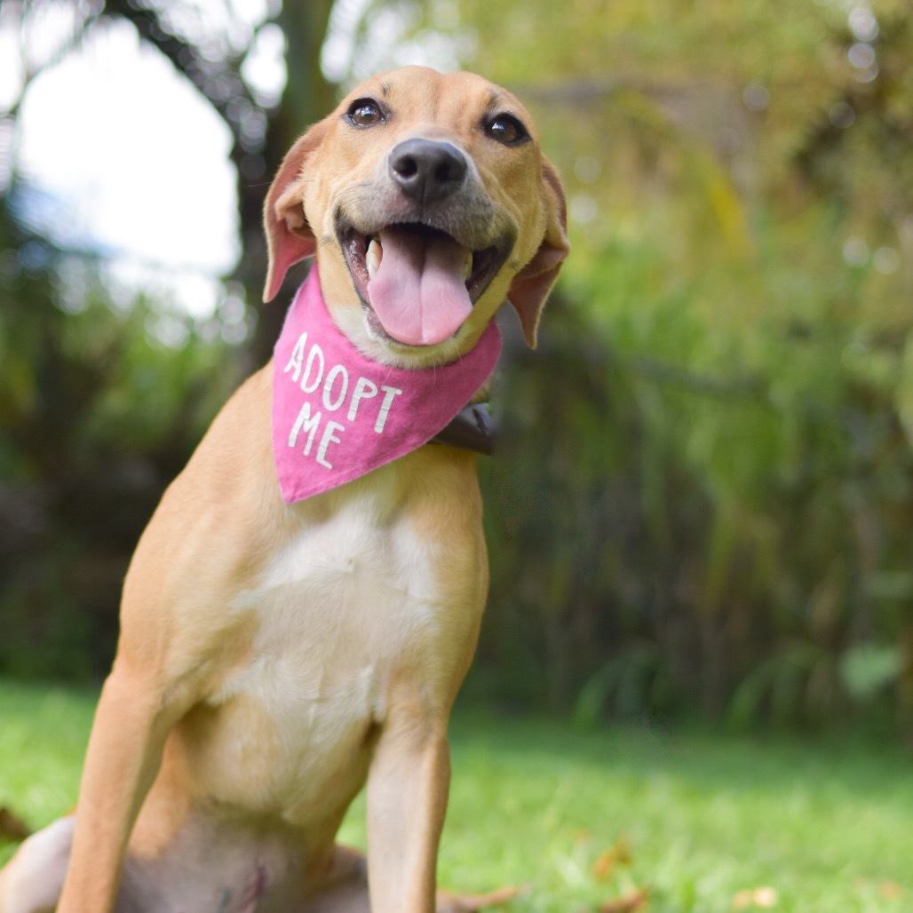Bunny, an adoptable Mixed Breed in Kailua Kona, HI, 96740 | Photo Image 2