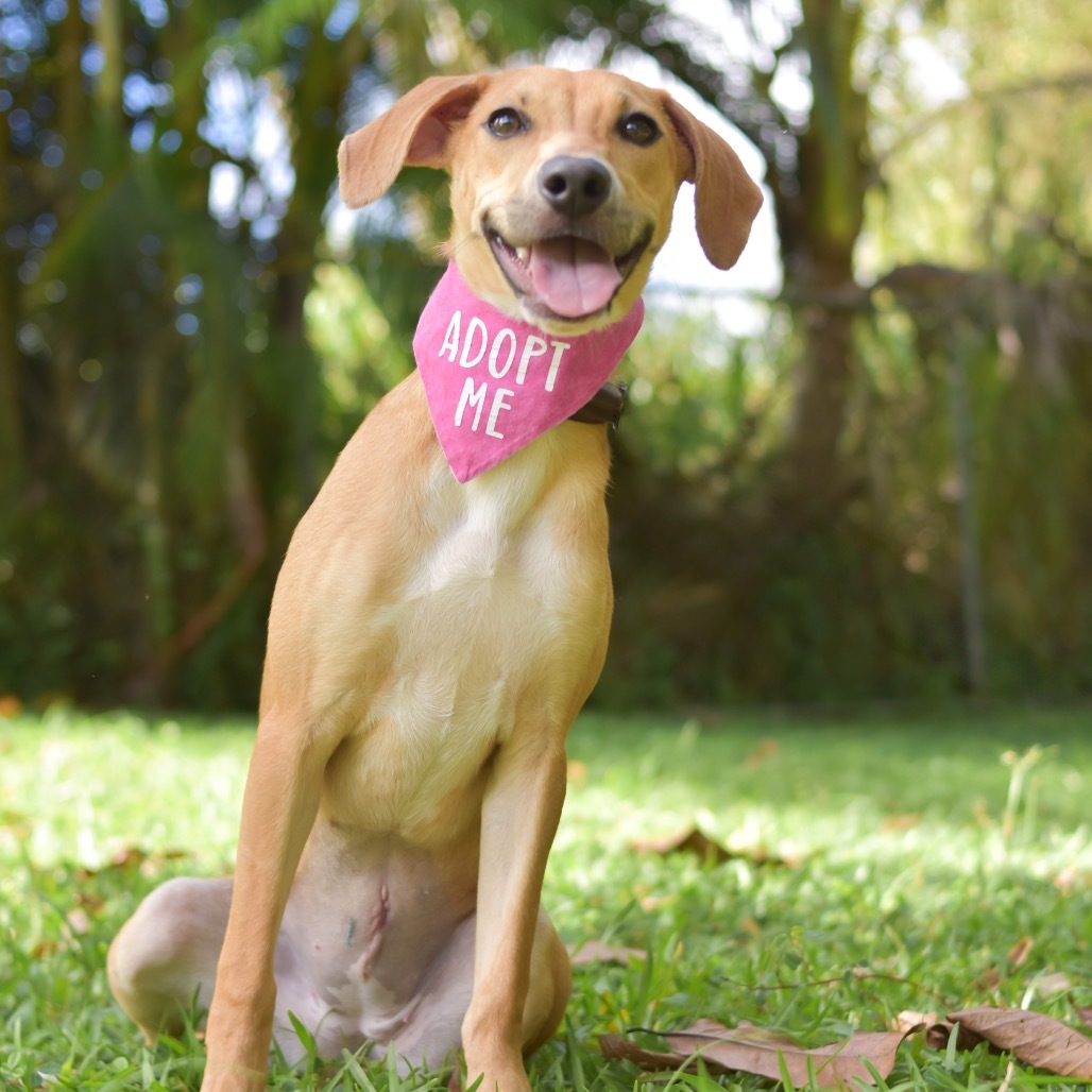 Bunny, an adoptable Mixed Breed in Kailua Kona, HI, 96740 | Photo Image 3