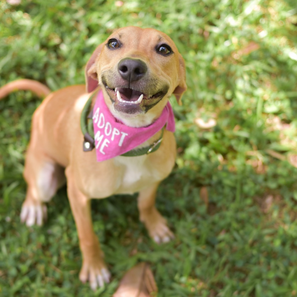 Bunny, an adoptable Mixed Breed in Kailua Kona, HI, 96740 | Photo Image 4