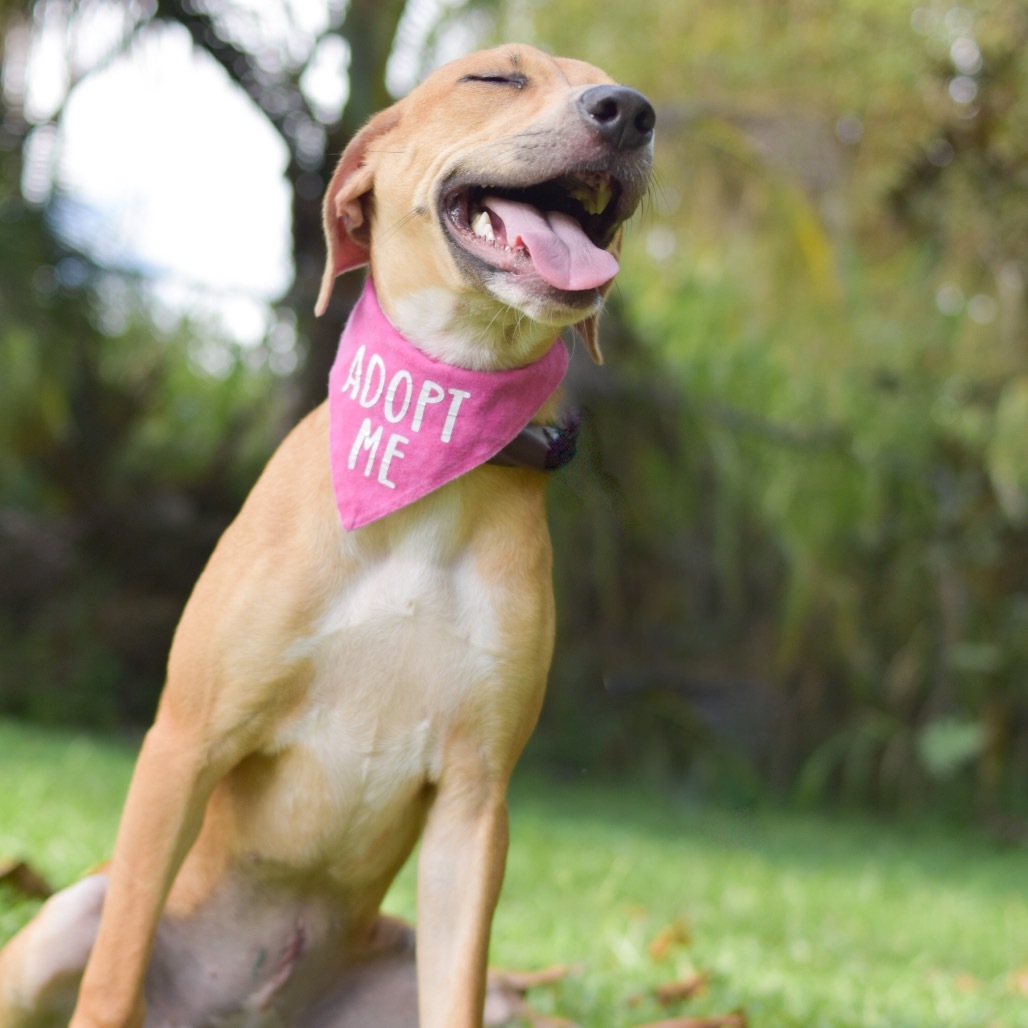 Bunny, an adoptable Mixed Breed in Kailua Kona, HI, 96740 | Photo Image 5