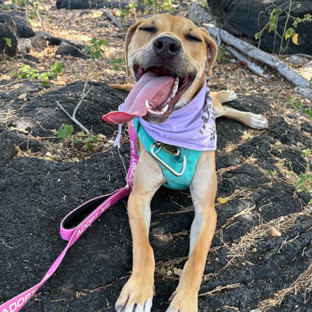 Bunny, an adoptable Mixed Breed in Kailua Kona, HI, 96740 | Photo Image 6