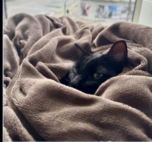 Meet Sandy The Gentle Windowsill Dreamer Looking for a calm companion with a heart of gold Sandy 