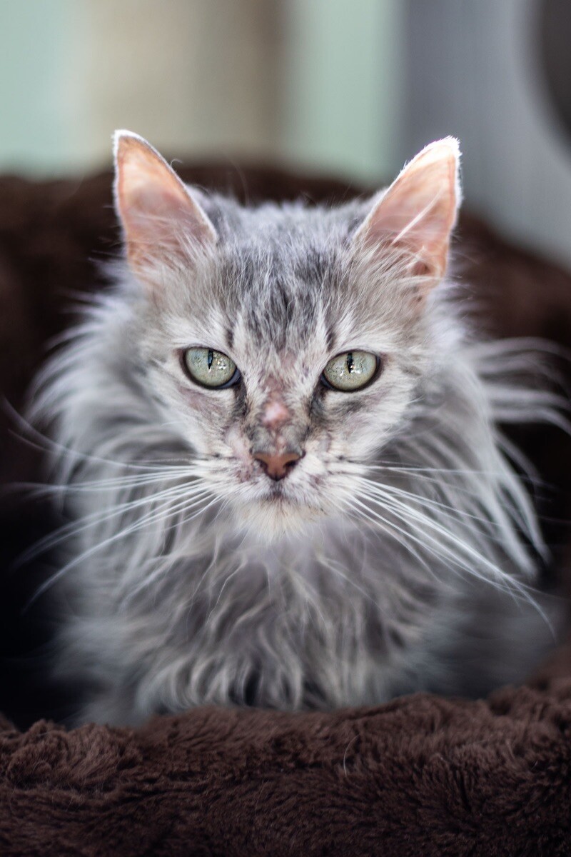 Guinevere