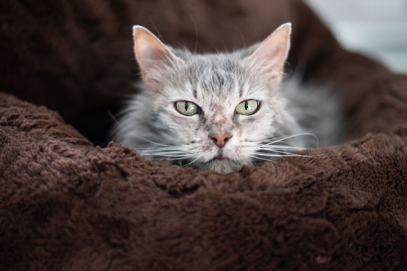 Guinevere
