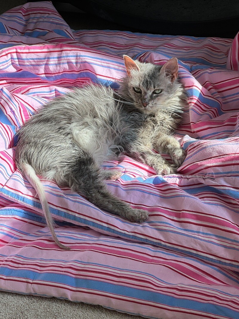 Guinevere