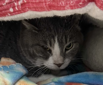 Vlad (barn cat), an adoptable Domestic Short Hair in Rhinelander, WI, 54501 | Photo Image 2