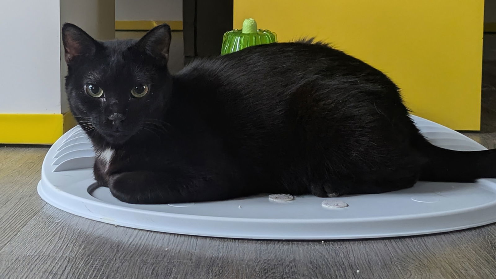Wolfie, an adoptable Domestic Short Hair in Santa Rosa, CA, 95404 | Photo Image 2