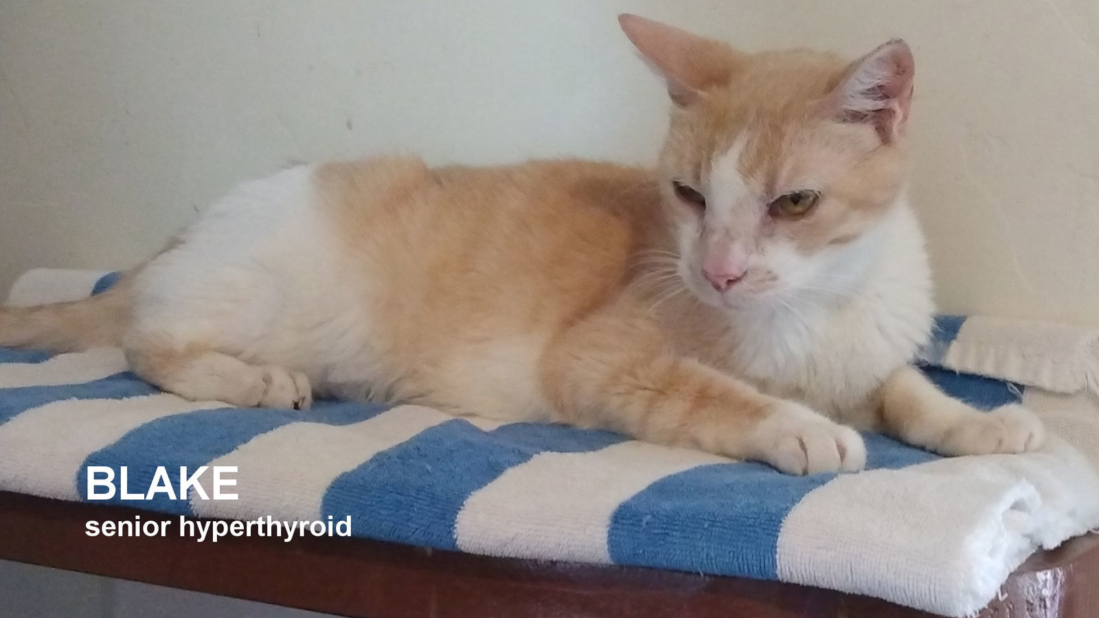 Blake, an adoptable Domestic Short Hair in Santa Rosa, CA, 95404 | Photo Image 1