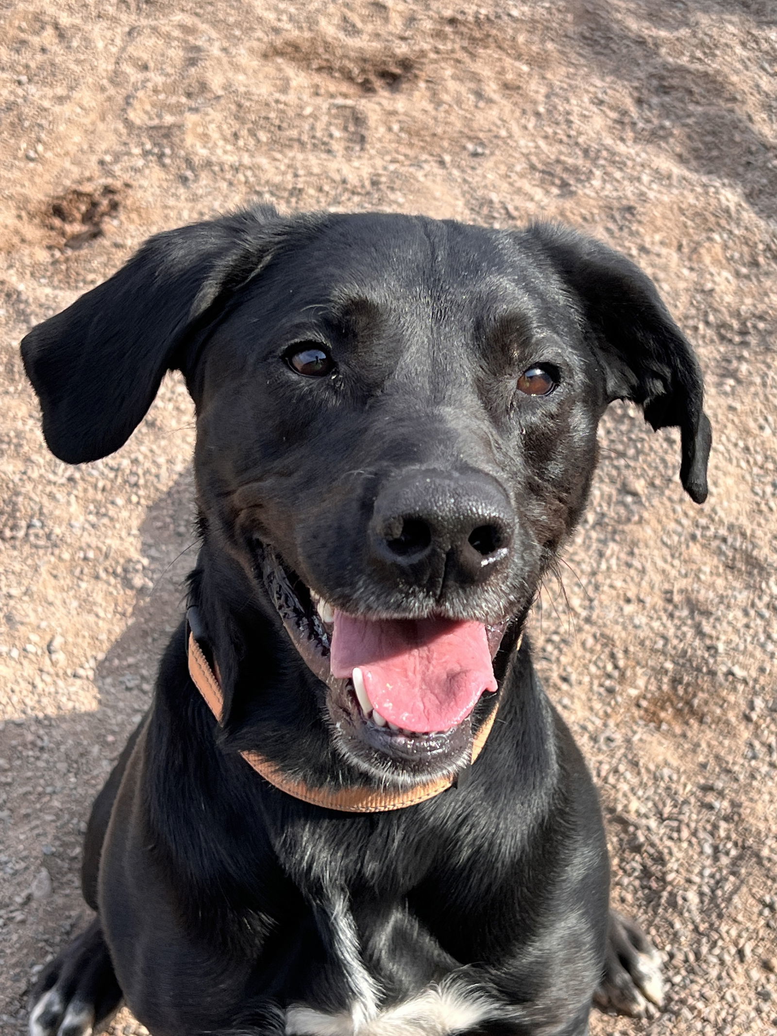 Pepperoni, an adoptable Labrador Retriever in Webster, WI, 54893 | Photo Image 1