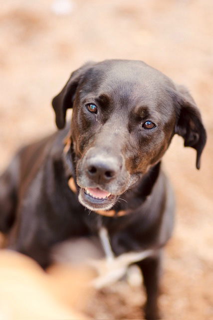 Pepperoni, an adoptable Labrador Retriever in Webster, WI, 54893 | Photo Image 1