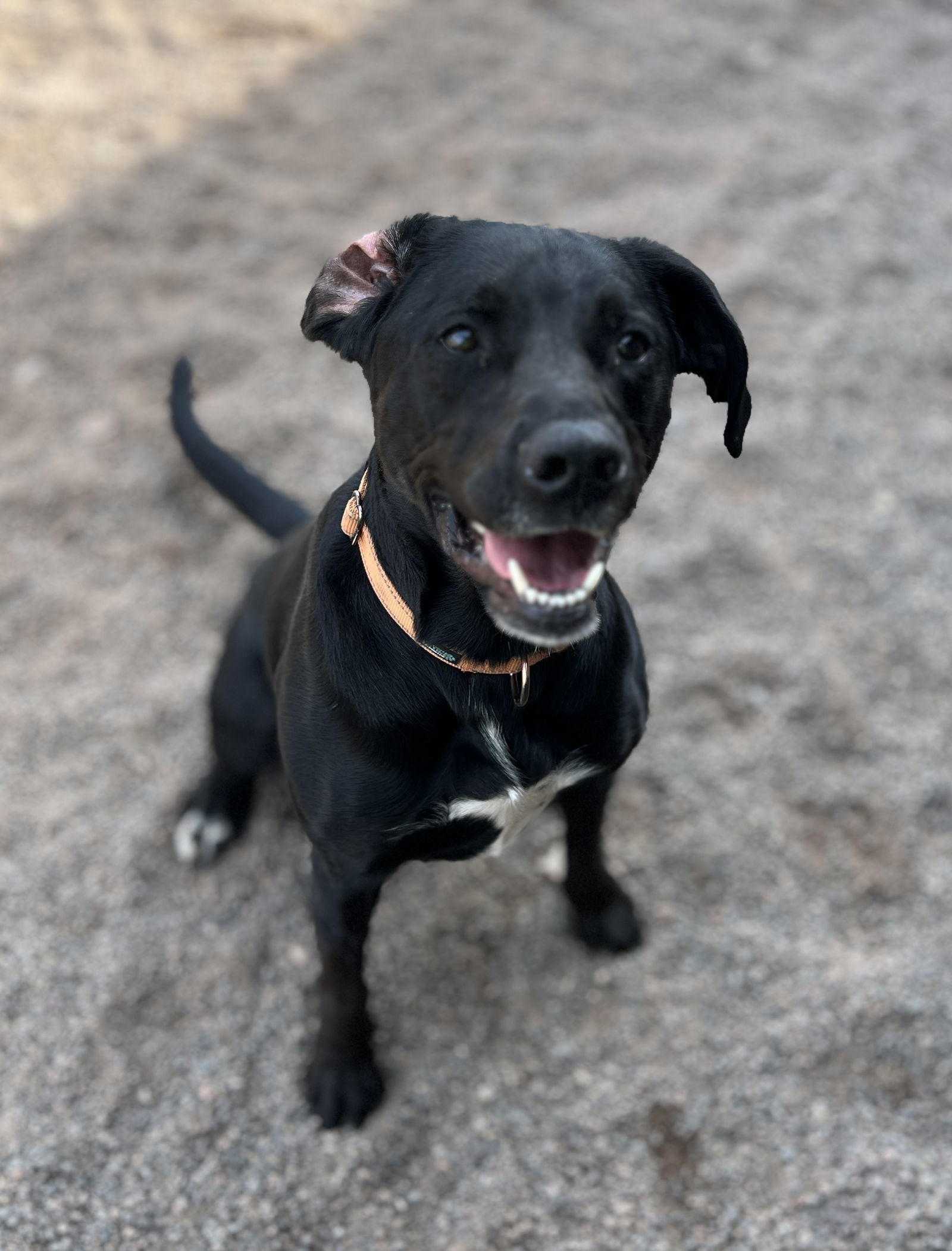 Pepperoni, an adoptable Labrador Retriever in Webster, WI, 54893 | Photo Image 2