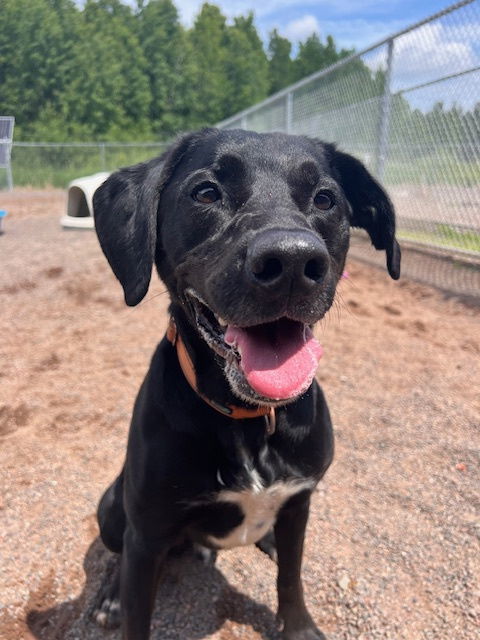 Pepperoni, an adoptable Labrador Retriever in Webster, WI, 54893 | Photo Image 2