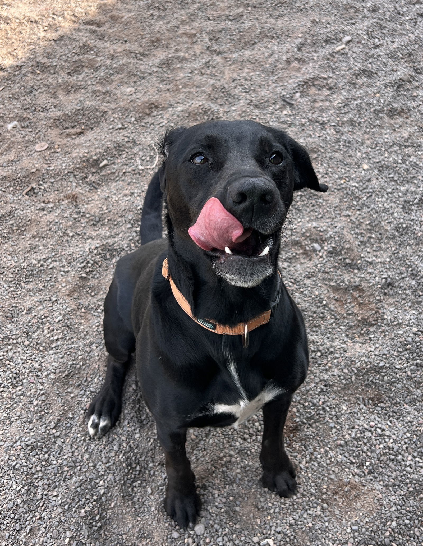Pepperoni, an adoptable Labrador Retriever in Webster, WI, 54893 | Photo Image 3