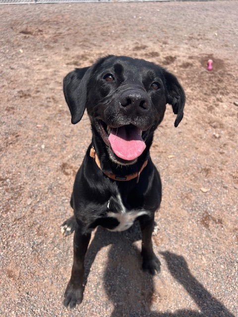 Pepperoni, an adoptable Labrador Retriever in Webster, WI, 54893 | Photo Image 3