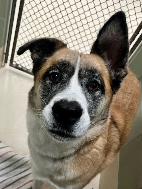 Zelda, an adoptable Shepherd in Webster, WI, 54893 | Photo Image 1