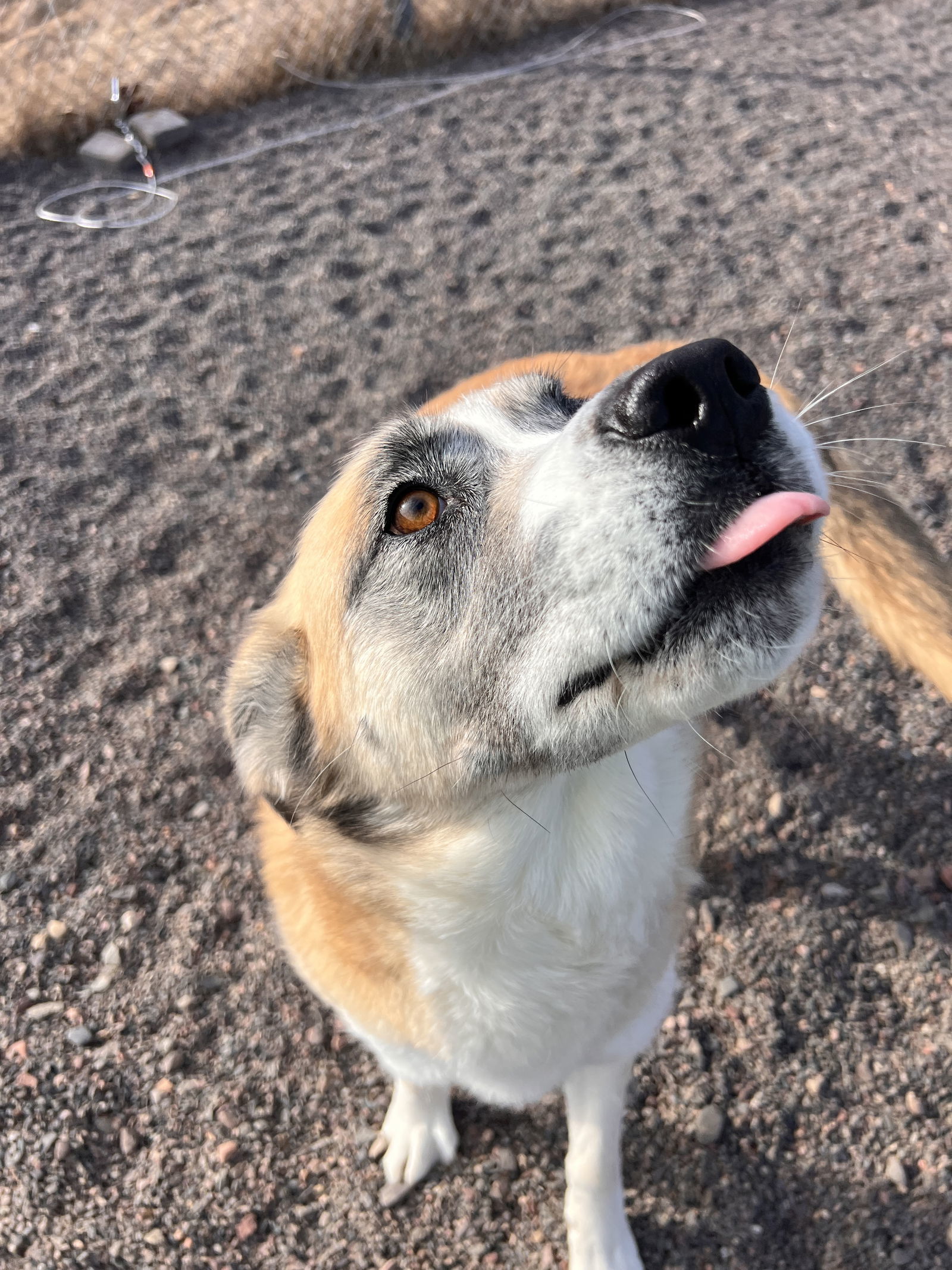 Zelda, an adoptable Shepherd in Webster, WI, 54893 | Photo Image 2