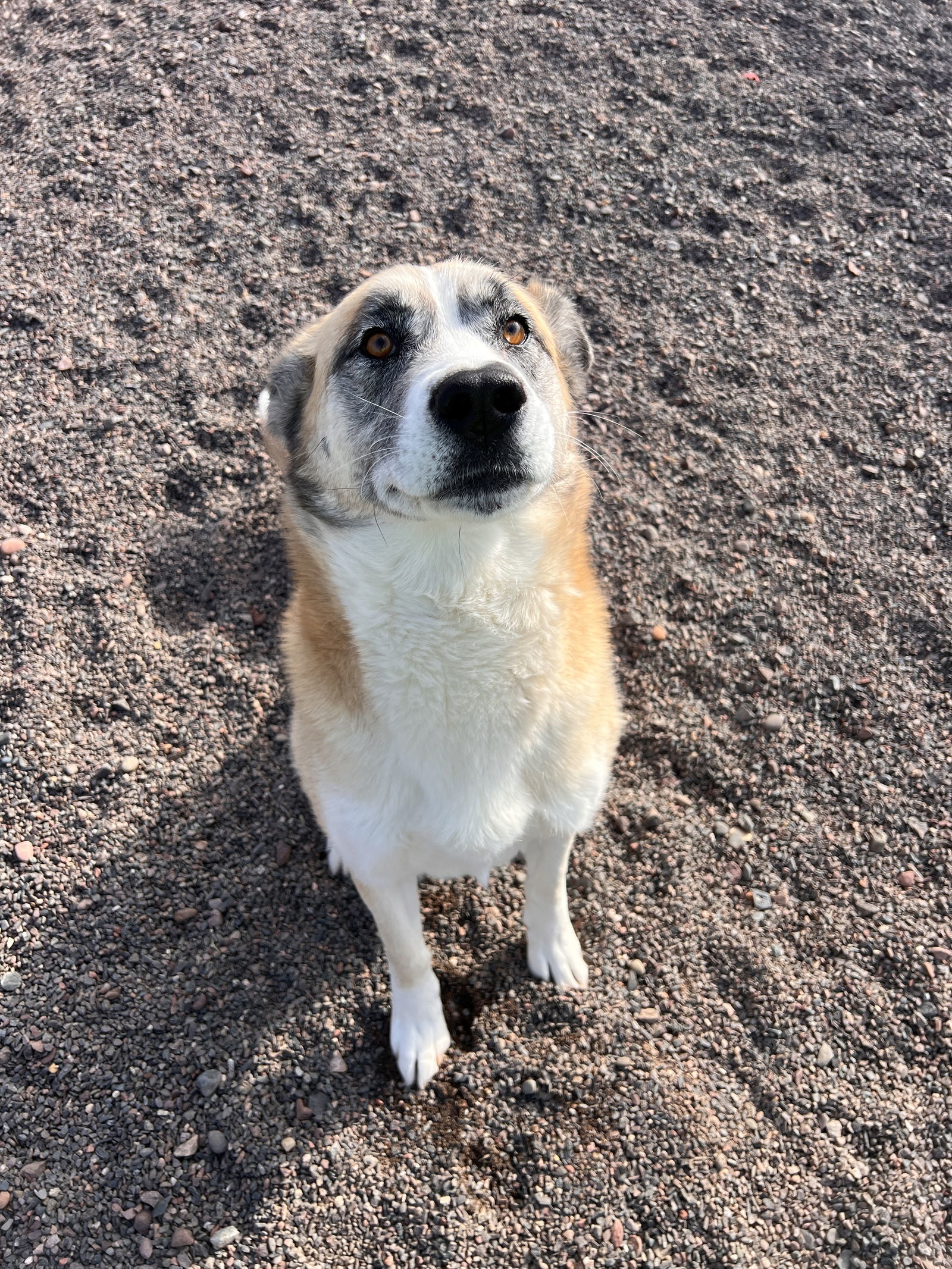 Zelda, an adoptable Shepherd in Webster, WI, 54893 | Photo Image 3