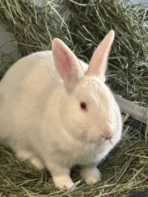 Twinkle, Baby Female New Zealand