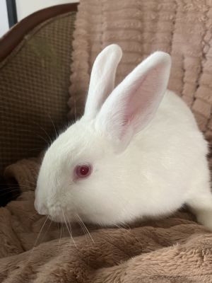 Winter, Baby Female New Zealand