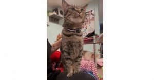 Baby Cakes, Adult Male Domestic Short Hair