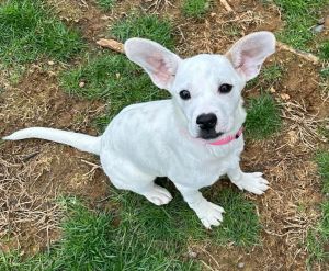 You can fill out an adoption application online on our official websiteMeet Riley AL a charming 
