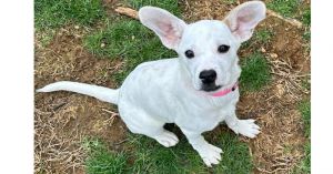 You can fill out an adoption application online on our official websiteMeet Riley AL a charming 