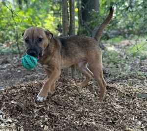 You can fill out an adoption application online on our official websiteZircon AL is a male Terrie
