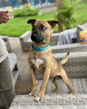 You can fill out an adoption application online on our official websiteZircon AL is a male Terrie