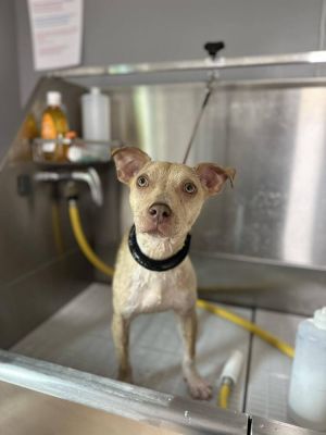 You can fill out an adoption application online on our official websiteMalachite AL is a male Ter
