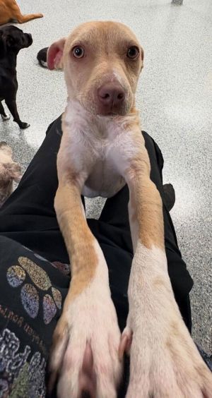 You can fill out an adoption application online on our official websiteMalachite AL is ready to m