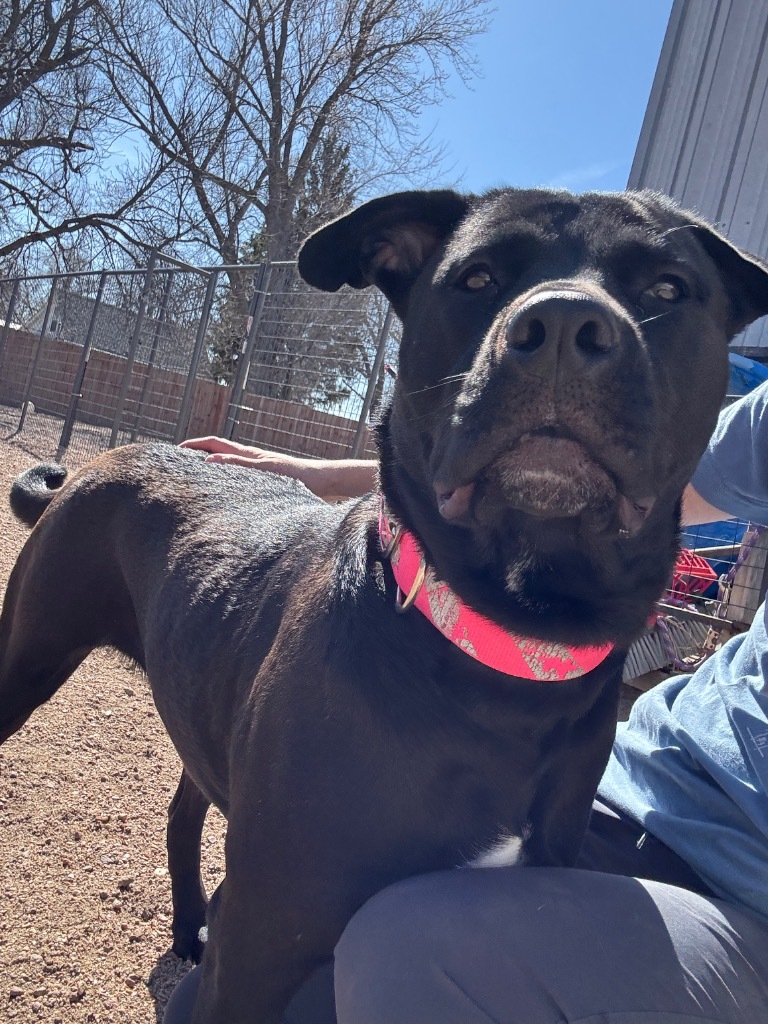 Hazel, an adoptable Rottweiler, Pit Bull Terrier in Hastings, NE, 68901 | Photo Image 1