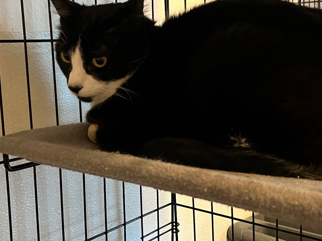 Mittens
