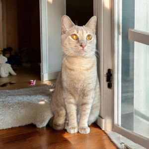 Lexa, Adult Female Domestic Short Hair