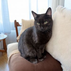 Nandor, Young Male Domestic Short Hair