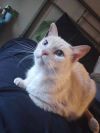 Miss Kitty photo 1