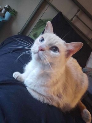 Miss Kitty, Senior Female Domestic Short Hair