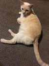 Miss Kitty photo 2