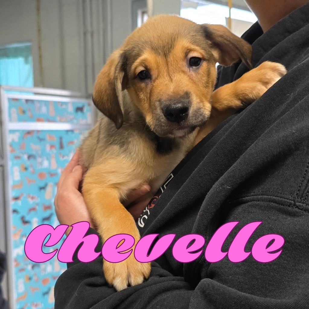 Chevelle