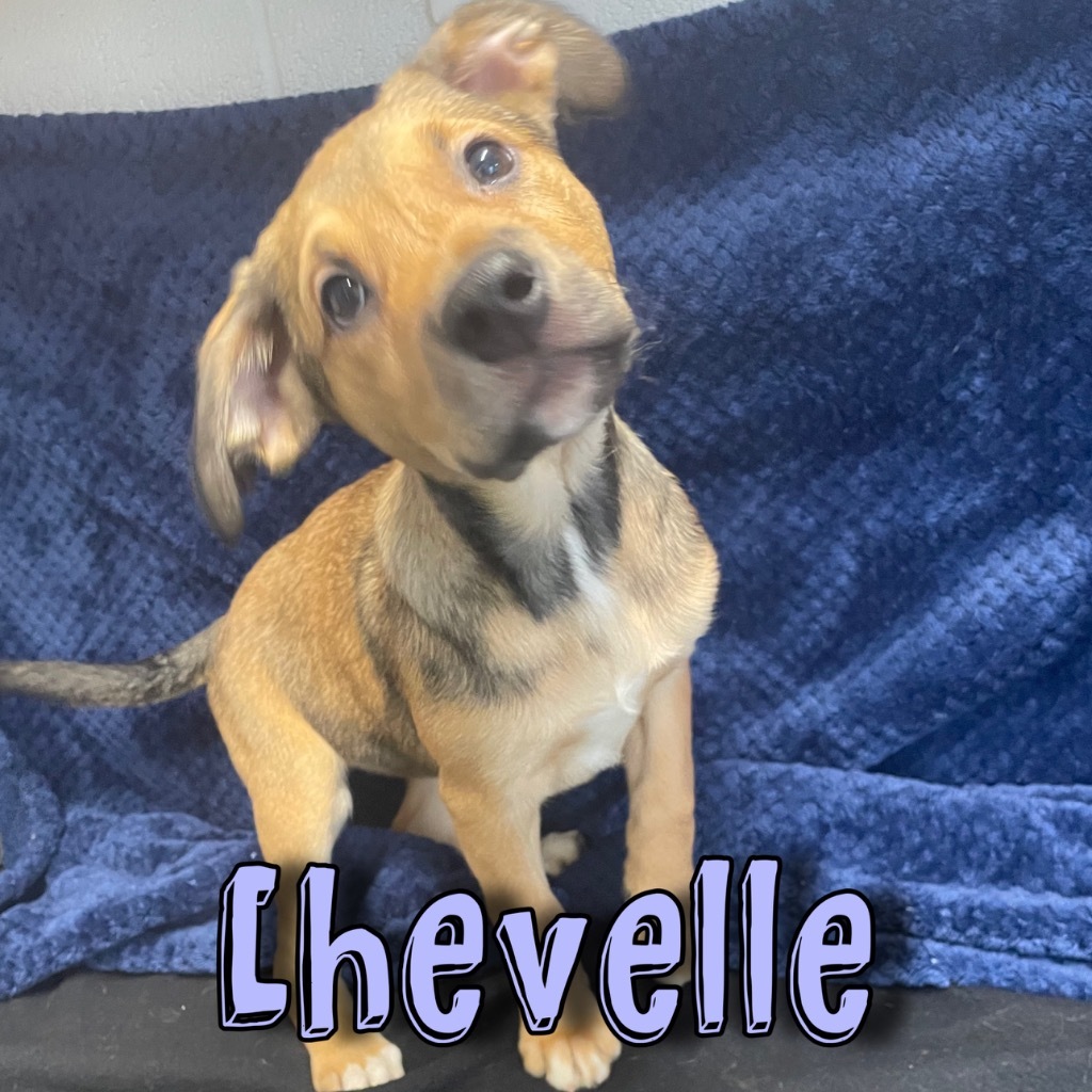 Chevelle
