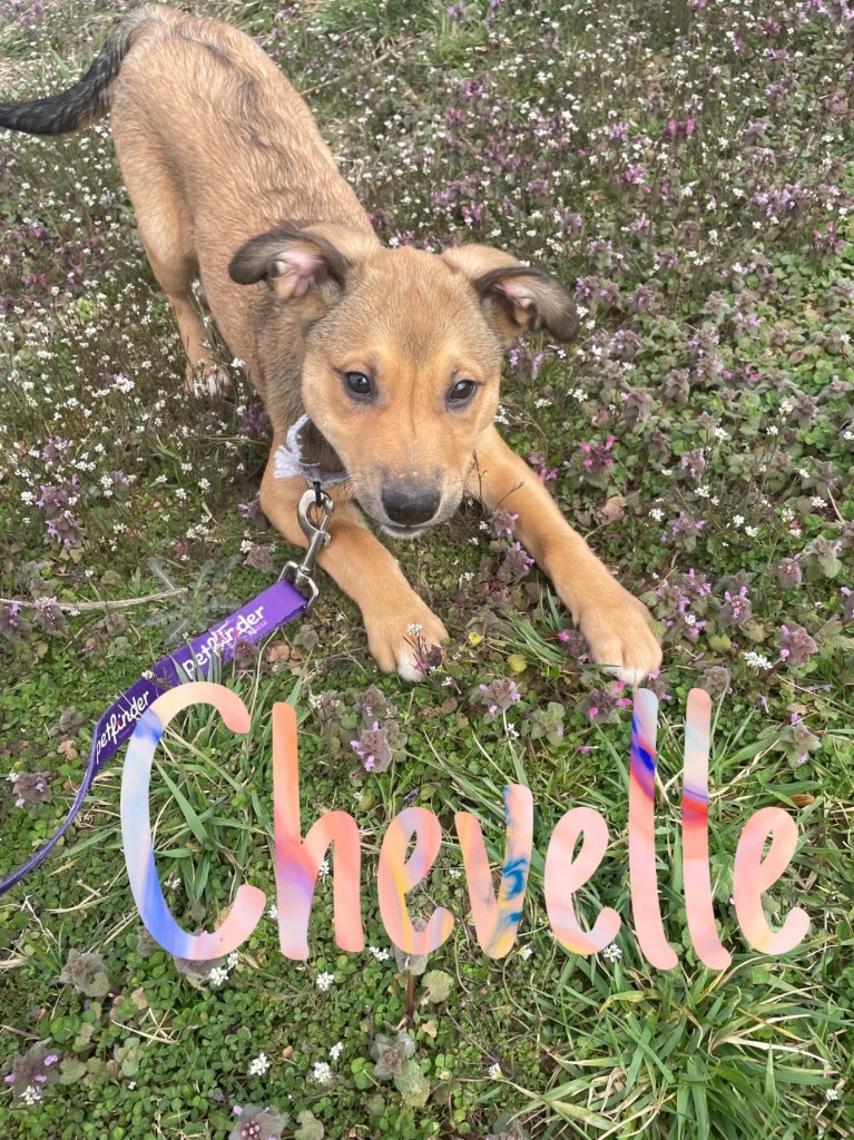 Chevelle