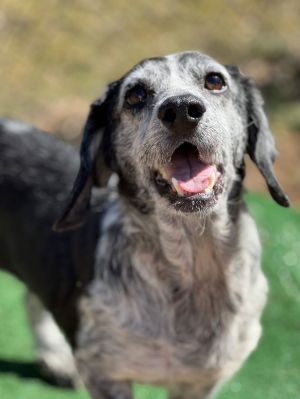 Ebony, Senior Female unknown