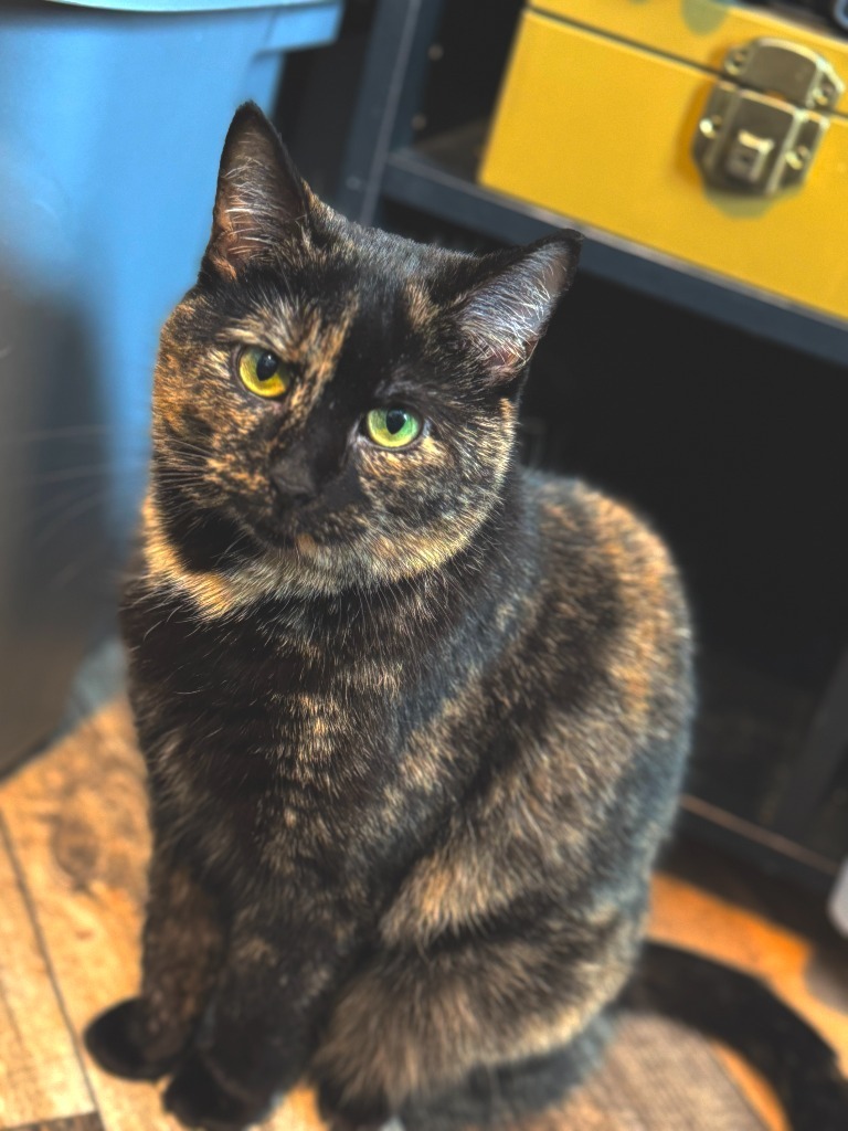 Loxli, an adoptable Domestic Short Hair in Shell Lake, WI, 54871 | Photo Image 1