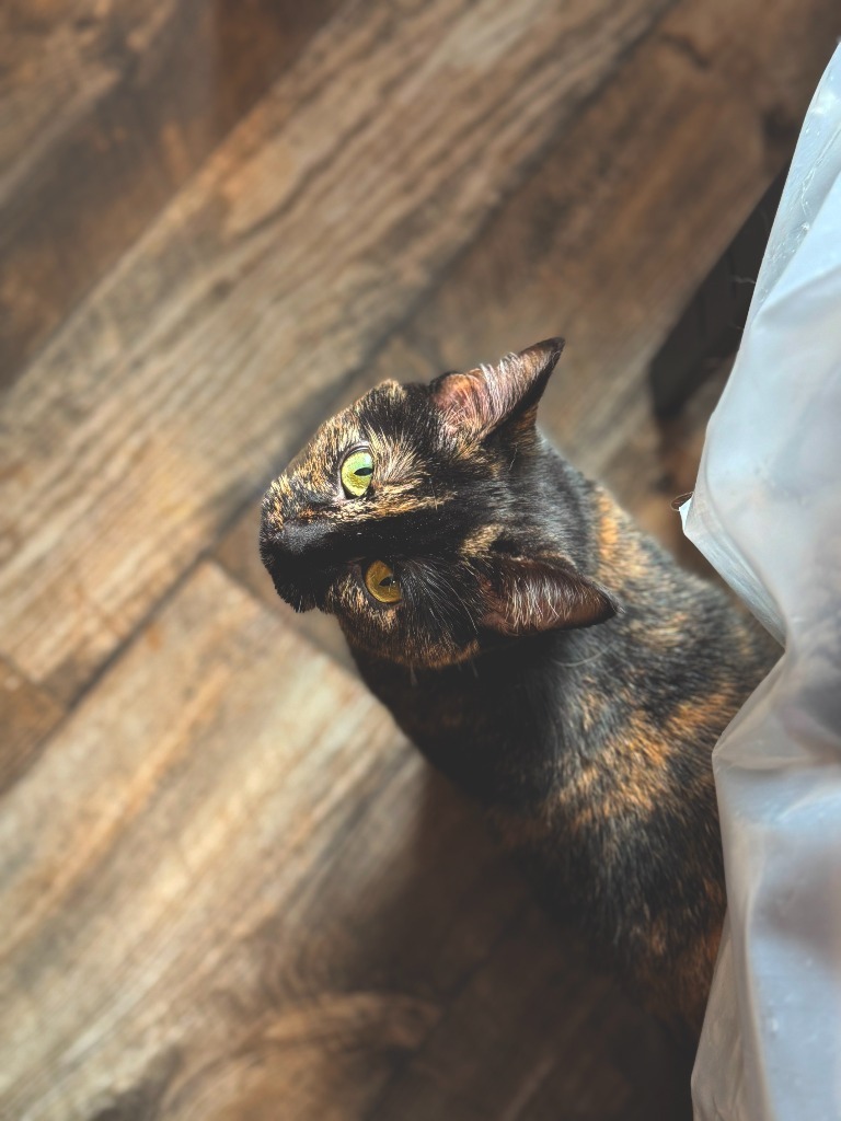 Loxli, an adoptable Domestic Short Hair in Shell Lake, WI, 54871 | Photo Image 2