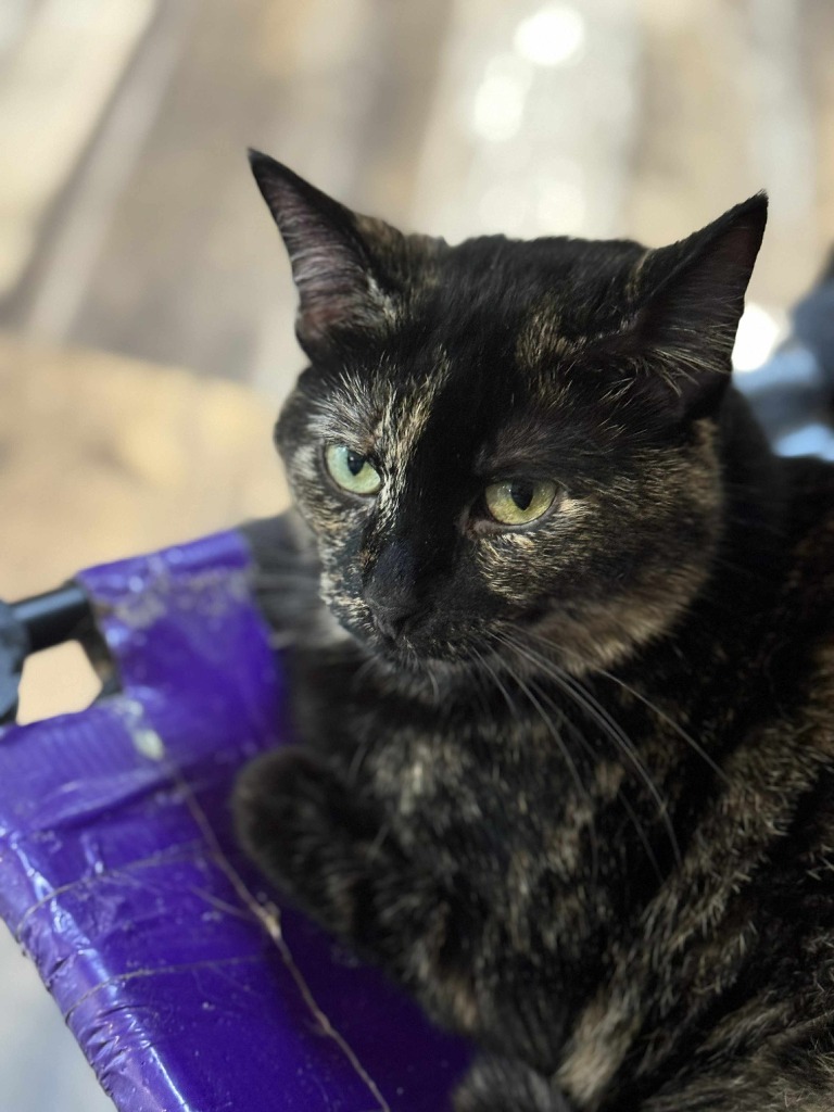 Loxli, an adoptable Domestic Short Hair in Shell Lake, WI, 54871 | Photo Image 3