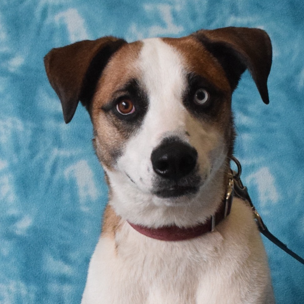 Shilo, an adoptable Australian Shepherd, Catahoula Leopard Dog in Eureka, CA, 95503 | Photo Image 1